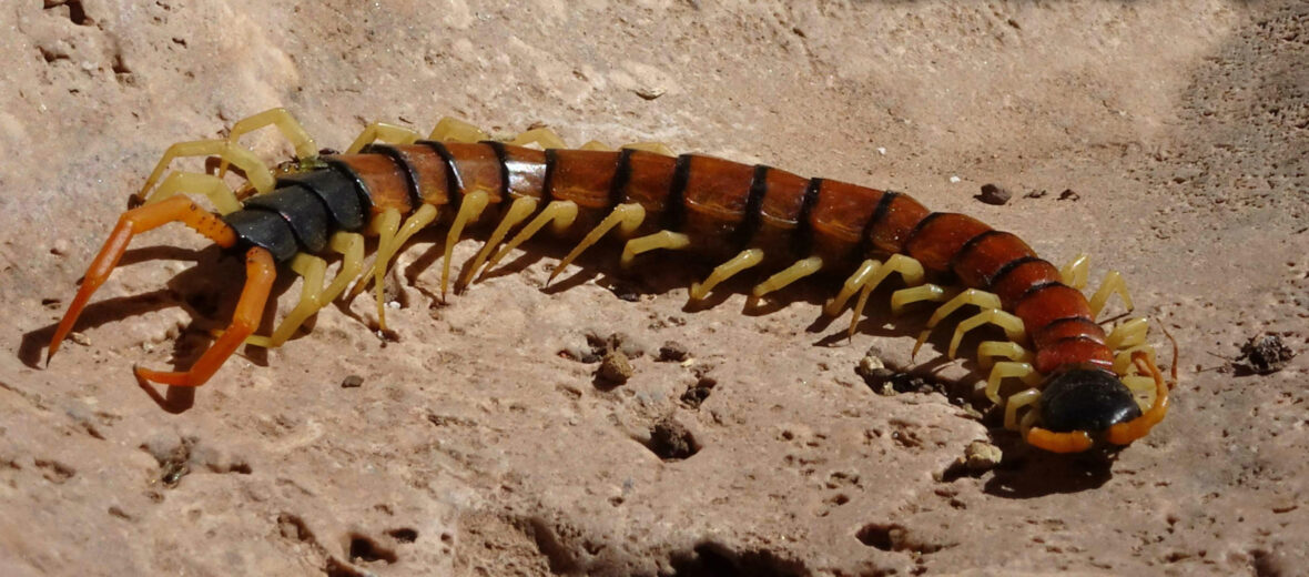 Arizona giant centipede