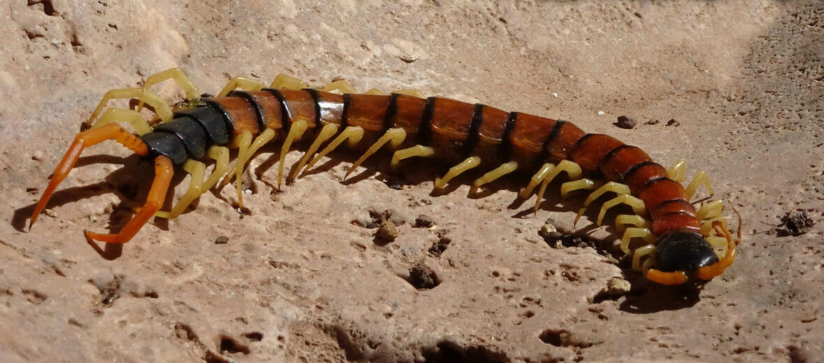 The Freaky Cool Arizona Giant Centipede | Critter Science