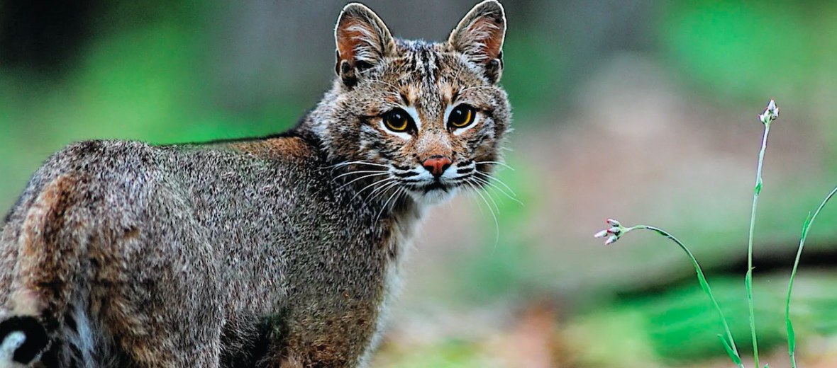 bobcat