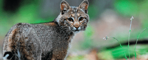 bobcat