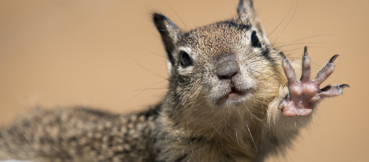 California ground squirrel