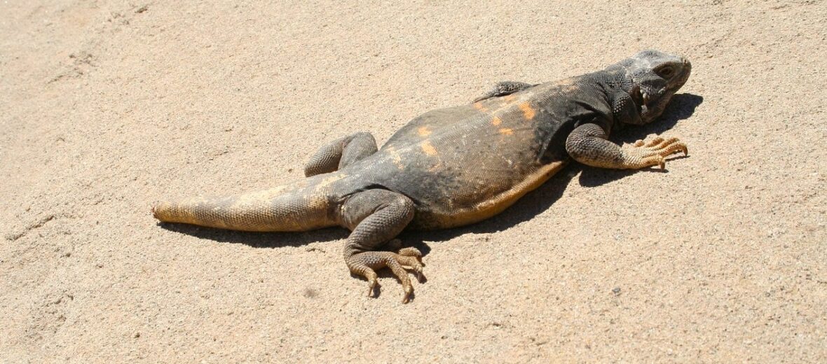 chuckwalla