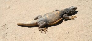 chuckwalla