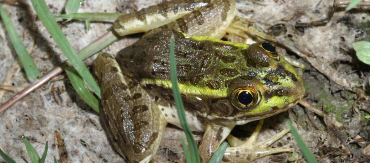 Chiricahua leopard frog