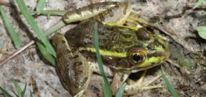 Chiricahua leopard frog