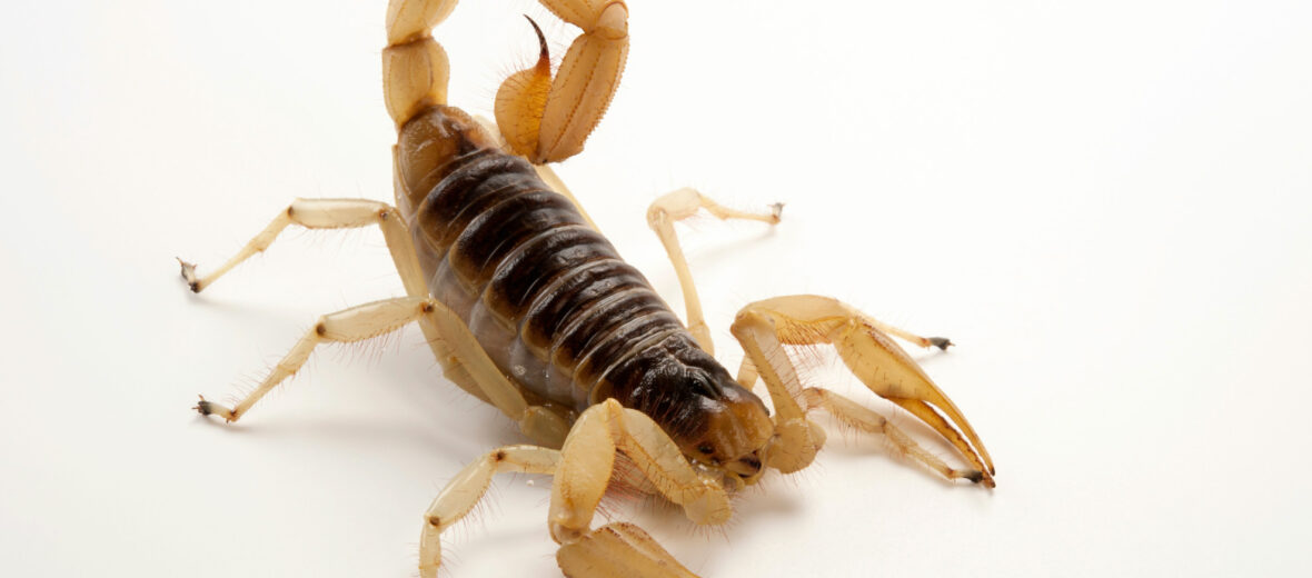 desert hairy scorpion