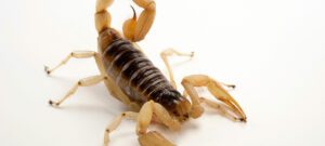 desert hairy scorpion