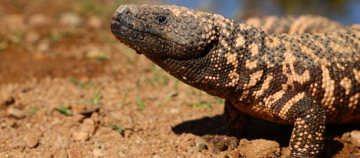 Gila monster