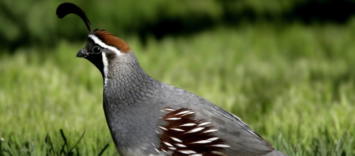 Gambel's quail