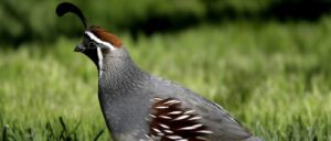 Gambel's quail