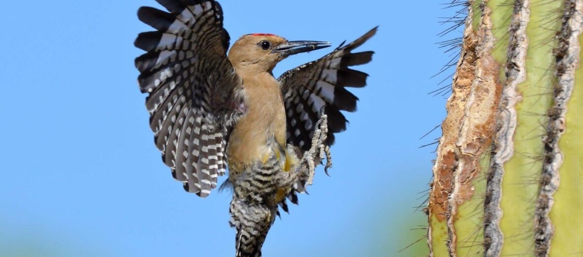 Gila woodpecker