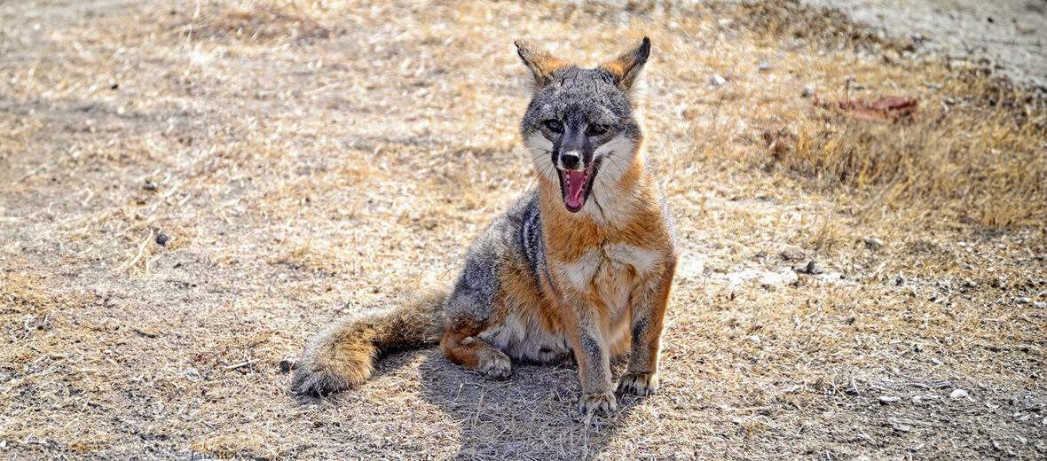 California island fox