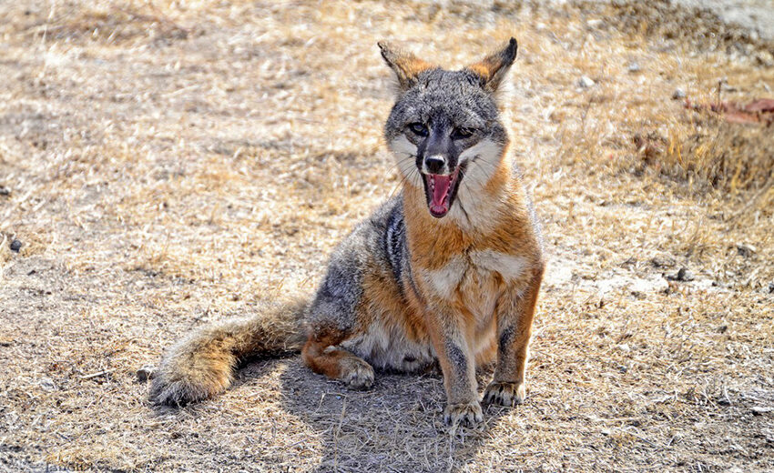 California island fox