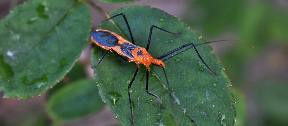 kissing bug, Critter Science