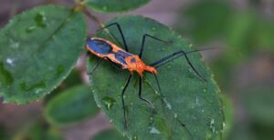 kissing bug