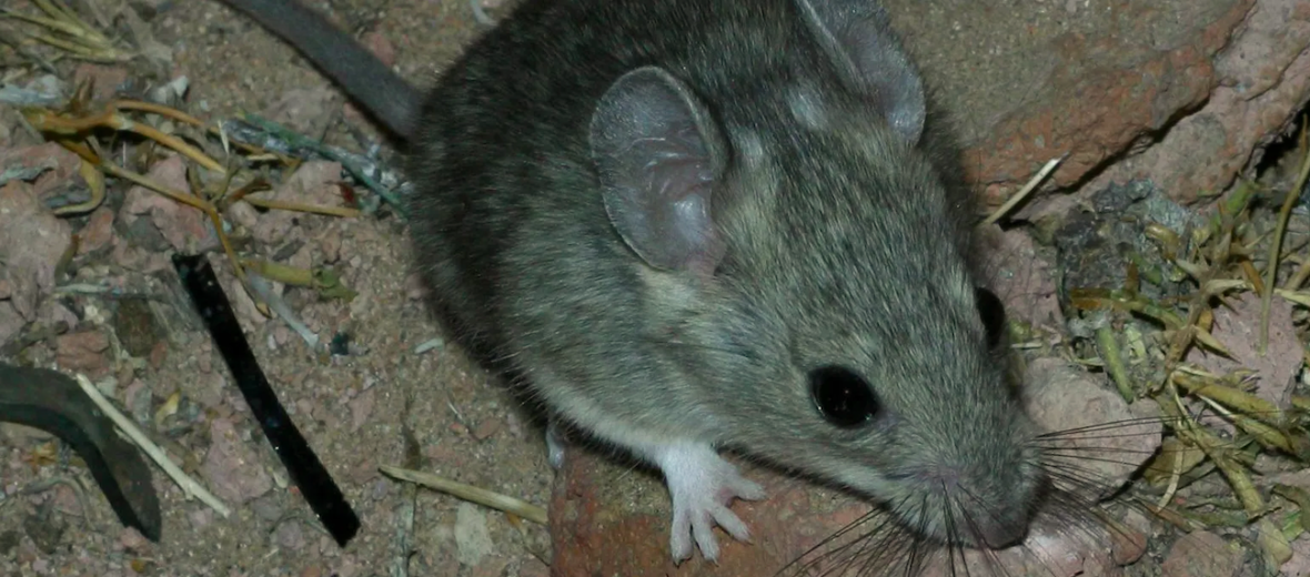 Pack Rats (aka Wood Rats) RVing Tip