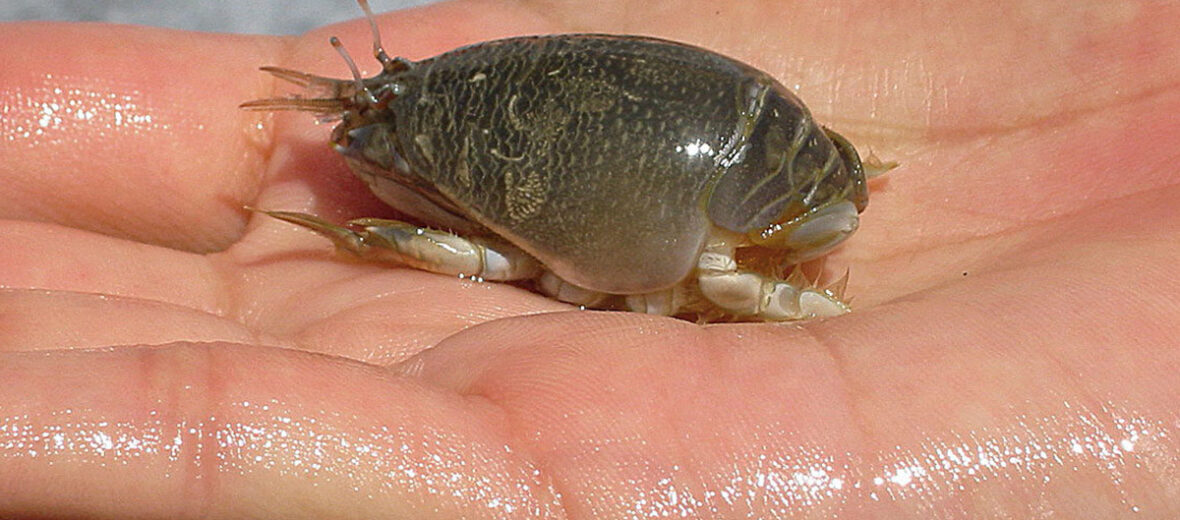 Pacific mole crab