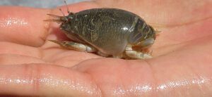Pacific mole crab