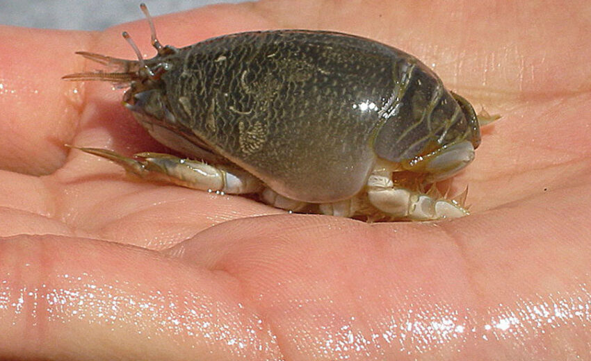 Pacific mole crab