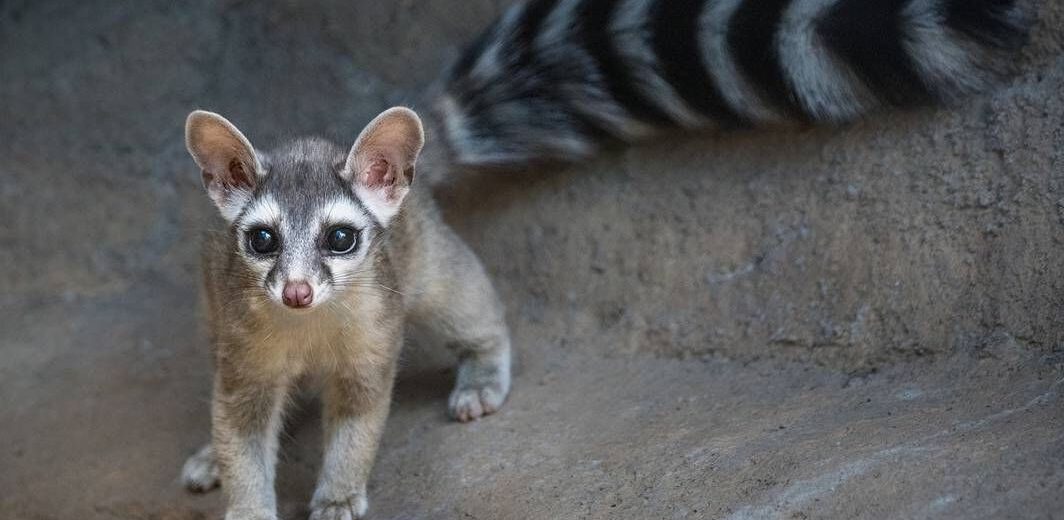 ringtail cat, Critter Science
