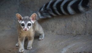 ringtail cat