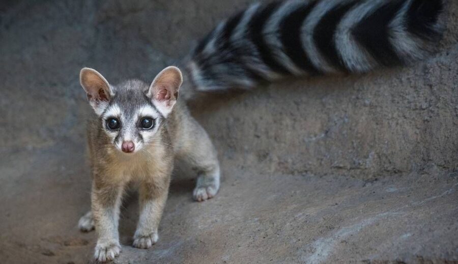 The Adorable Ringtail Cat Critter Science