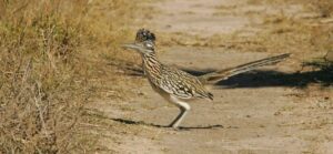 roadrunner
