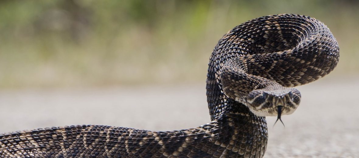 western diamondback rattlesnake bite