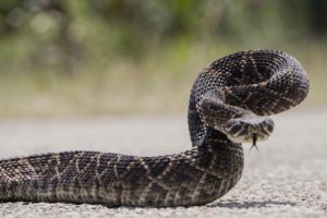 western diamondback rattlesnake