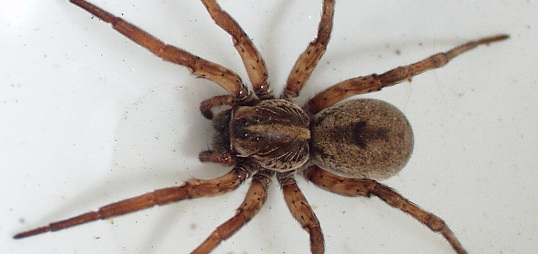 wolf spider