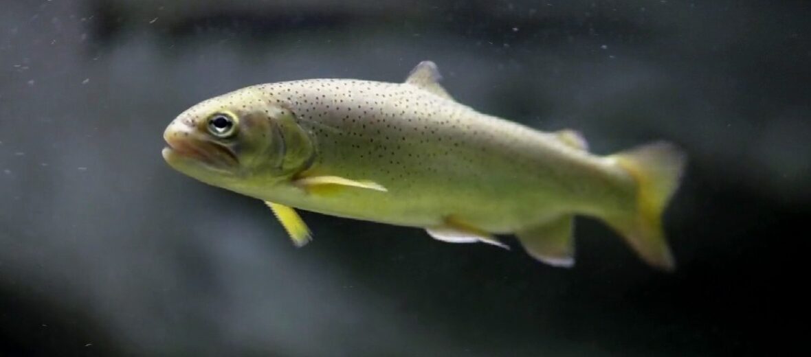 Apache trout