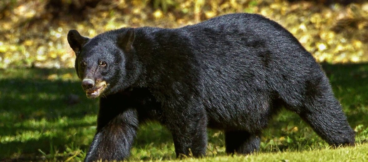 black bear