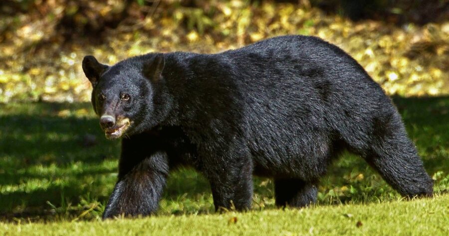 The Black Bear | Critter Science