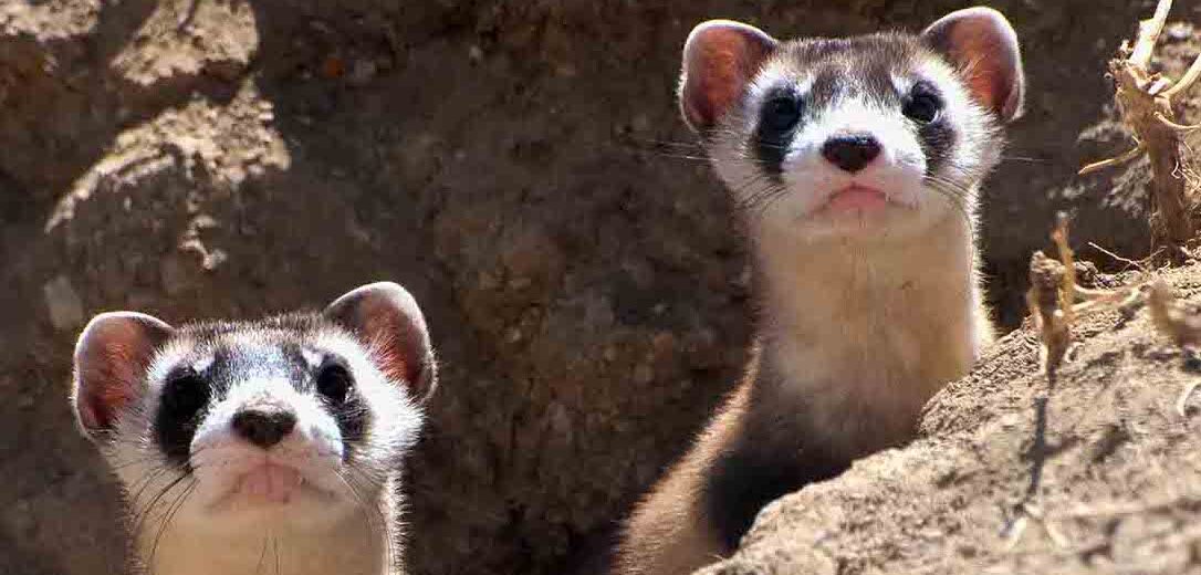 black-footed ferret