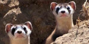 black-footed ferret