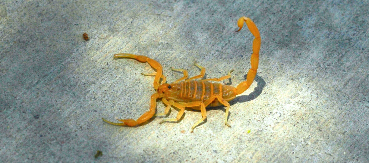 Arizona bark scorpion