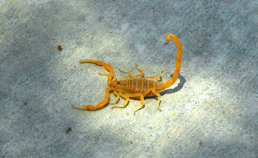 Arizona bark scorpion