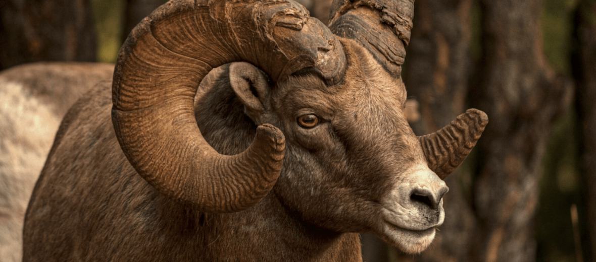 bighorn sheep