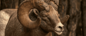 bighorn sheep