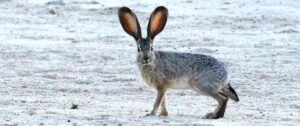 black-tailed jackrabbit