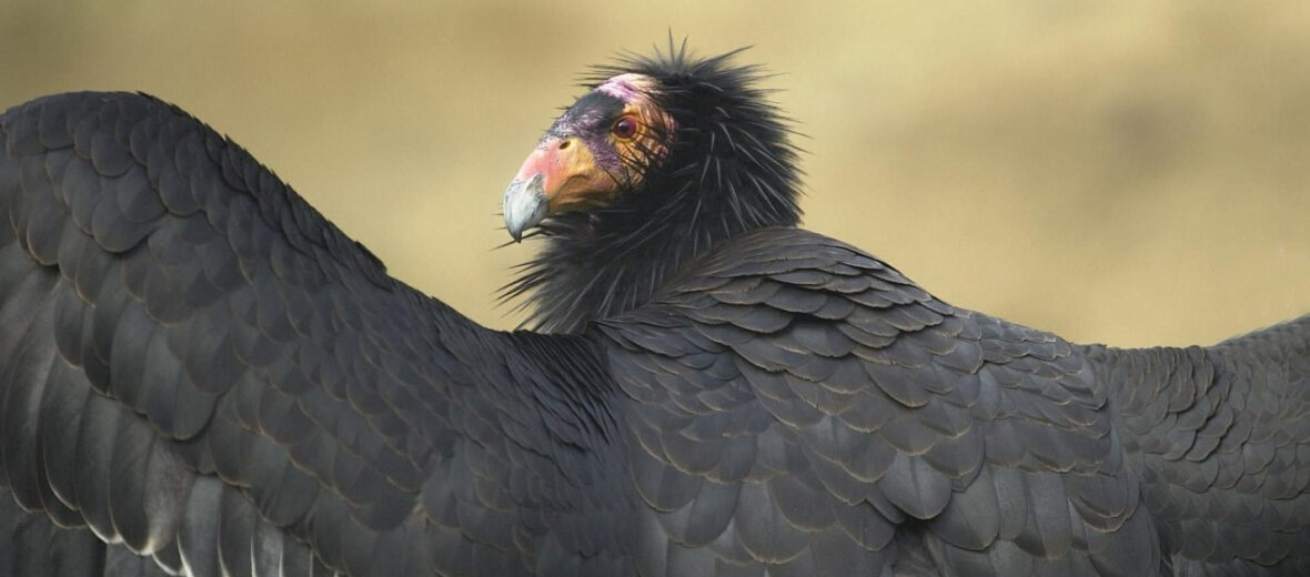 California condor