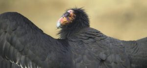 California condor
