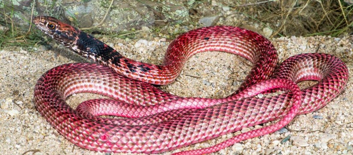 Arizona coachwhip