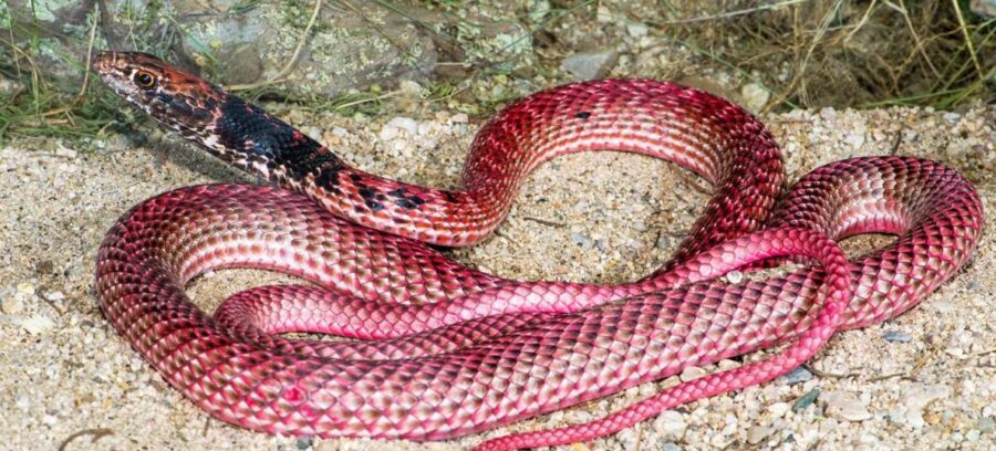 The Arizona Coachwhip | Critter Science