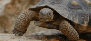 desert tortoise