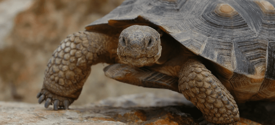 The Desert Tortoise | Critter Science