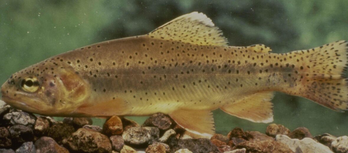 Gila trout