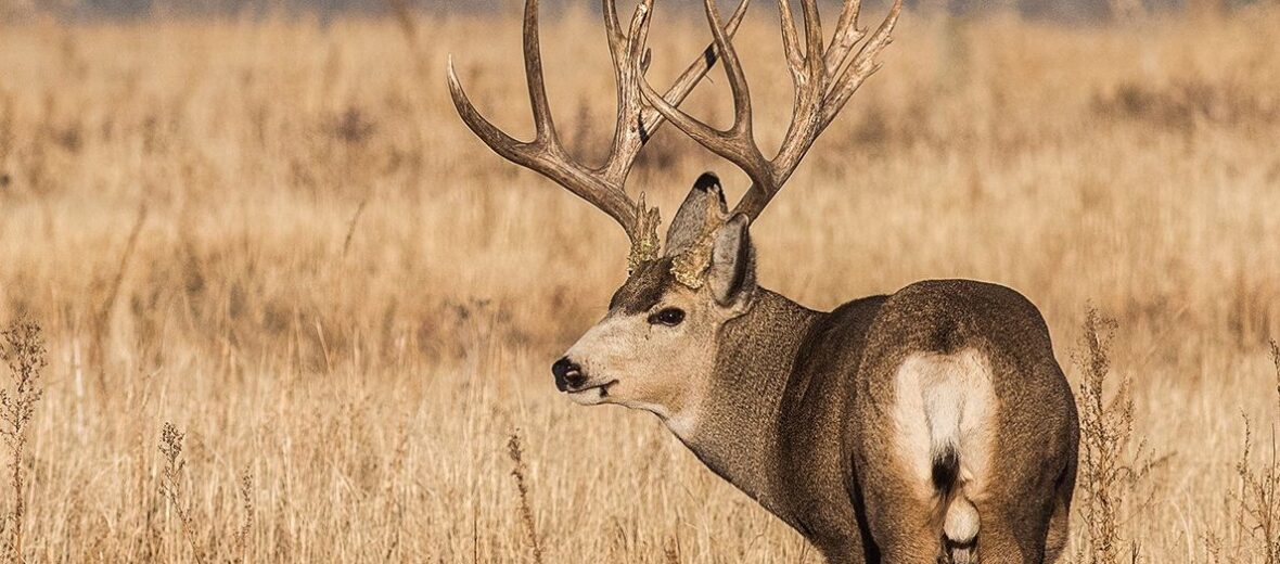 mule deer