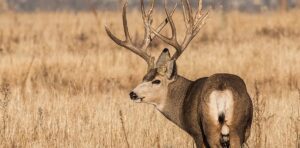 mule deer