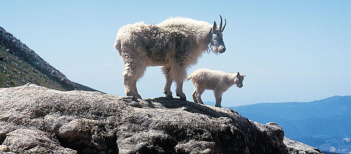 rocky mountain goat, Critter Science